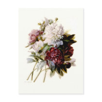 A Bouquet Of Peonies by Pierre-Joseph Redouté Post Cards