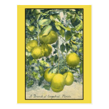 A Branch of Grapefruit, Florida Post Cards
