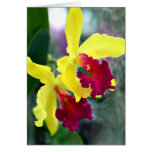 A Bright Place in the Jungle Greeting Cards