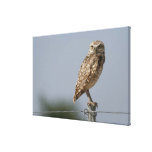 A burrowing owl sitting on a fence post. Taken Stretched Canvas Prints