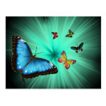 A Butterflys Journey Post Card