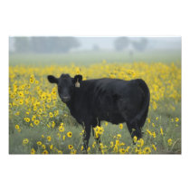 A calf amid the sunflowers of the Nebraska