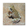 A Canyon Treefrog Magnets