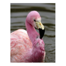 A captive photo of a Andean Flamingo Post Cards