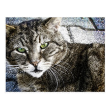 a cat postkarten