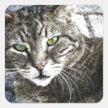 a cat stickers