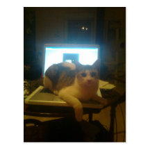 a cats chatsroom… carte postale