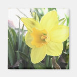 A Cheerful Yellow Daffodil Magnet
