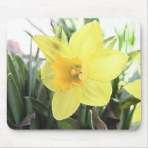 A Cheerful Yellow Daffodil Mouse Pads
