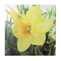 A Cheerful Yellow Daffodil Ceramic Tiles