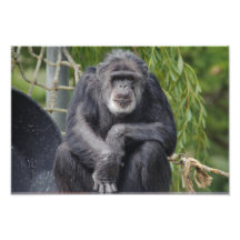 A Chimpanzee Sitting and Staring Photo