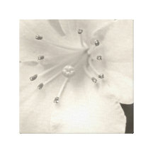 "A Close Up of a Lily", B&W, Canvas Prints