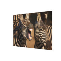 A close-up of a Zebra showing its teeth, Canvas Prints
