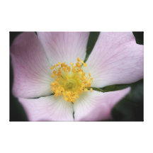 A cluster of golden hearts! canvas prints