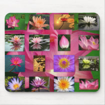 A Collage of Beautiful Water Lily and Lotus Images