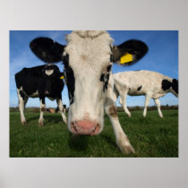A Curious Cow Print