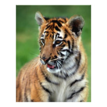 A cute baby tiger letterhead