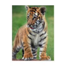 A cute baby tiger postcard