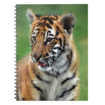 A cute baby tiger spiral note books