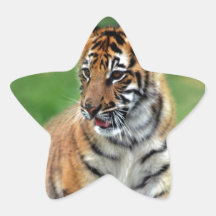 A cute baby tiger star stickers