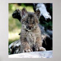 A Cute Little Canadian Lynx Kitten Posters