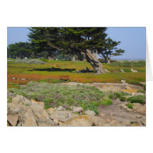 A Cypress On Ocean View Cards