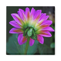 A Dahlia's Hidden Side Refrigerator Magnets