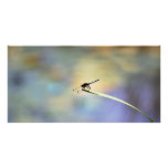 A damselflies moment personalized photo card