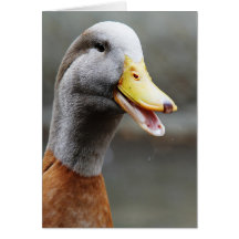 A DANDY DUCK CARDS