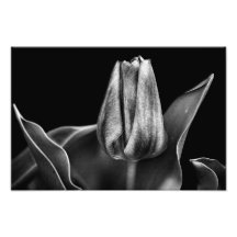 A Dark Spring. Photograph