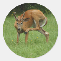 A Dear Itch Stickers