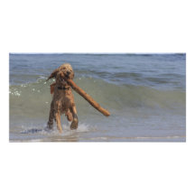 A Dog Day Afternoon Picture Card