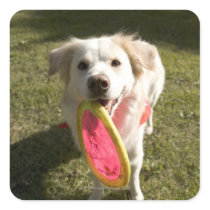 A dog with a frisbee sticker