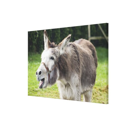 A donkey canvas print Zazzle
