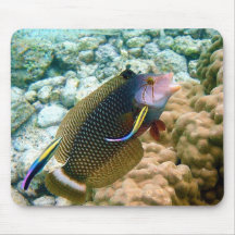 A Dragon Wrasse Novaculichthys Taeniourus Mouse Pads