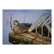 A Duck With Style Greeting Card