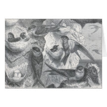 A. E. Brehm - Cliff Swallows Card