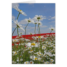 A farmland field of white ox-eyed daisies and 2 greeting cards