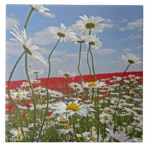 A farmland field of white ox-eyed daisies and 2 ceramic tile