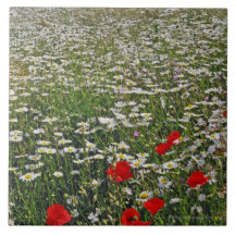 A farmland field of white ox-eyed daisies and tile