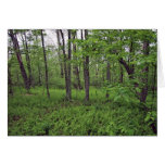 A fern bed around trees card