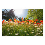A Field Of Tulips In A Garden Photographic Print