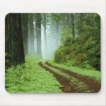 A forest path in Redwoods State Park, California. Mouse Mat