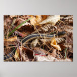 A Garter Snake Print
