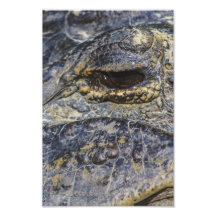 A Gator's Eye Photographic Print