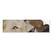 A gentle lion bumper stickers