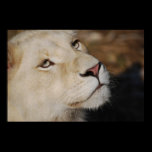 A gentle lion posters