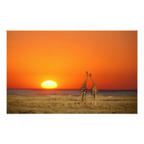 A Giraffe couple walks into the sunset, in