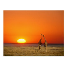 A Giraffe couple walks into the sunset, in Post Cards