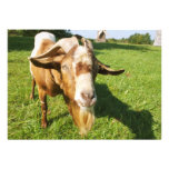 A goat - invitation